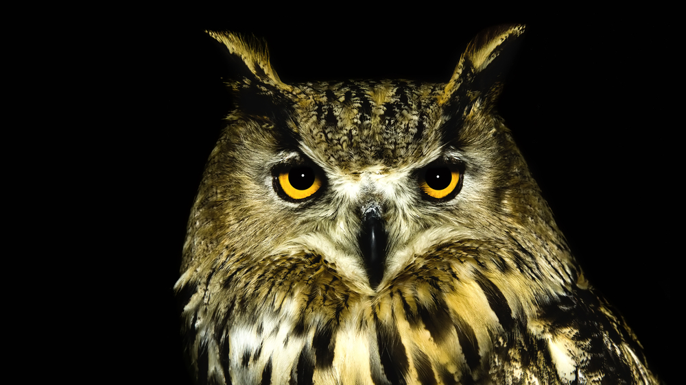 Wise owl
